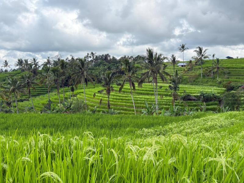 Bedugul and Tanah Lot Tour