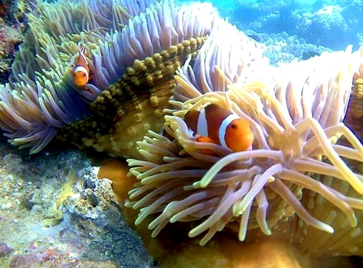 Blue Lagoon Snorkeling , Kanto Lampo &  Tegenungan Waterfall